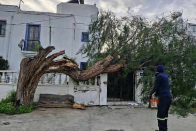 Bodrum'da park ve bahçeler müdürlüğü ekipleri fırtınada sahadaydı