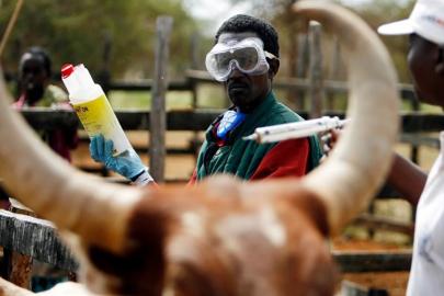 Güney Afrika'da şap salgını: Ulusal afet hali ilan edildi