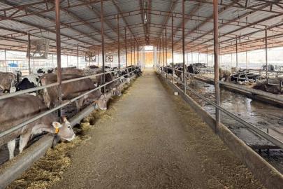 Hatay'da besiciler devlet desteğiyle yeniden üretime döndü