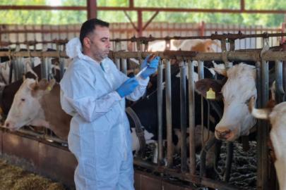 İlkbahar dönemi şap aşılama kampanyası başladı