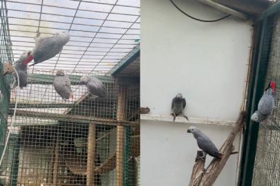 İstanbul Havalimanı’nda 20 Afrika Gri Papağanı ele geçirildi