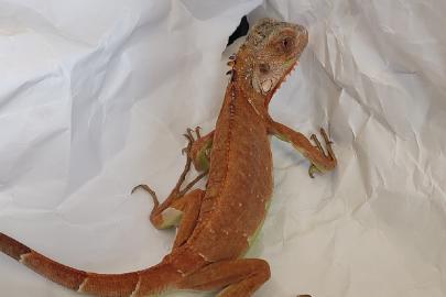 Nevşehir'de izinsiz iguana besleyen kişiye para cezası