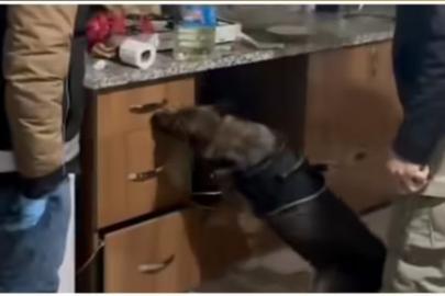 Bingöl’de narkotik operasyonunda bir tutuklama