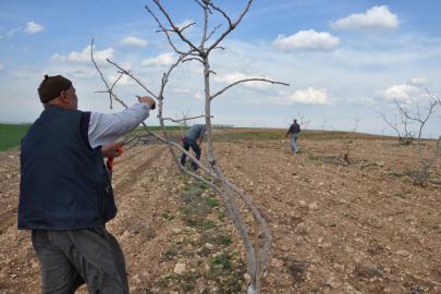 İl Tarım'dan çiftçilere bordo bulamacı uyarısı