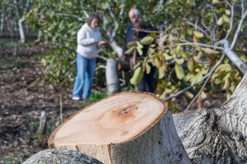 İzmir'de kesilen cevizlerin yerine umut filizlendi