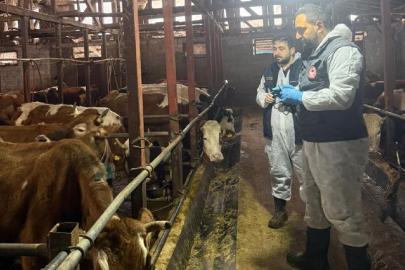 Rize’de ilkbahar şap aşılama programı başladı