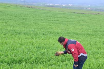 Bingöl İl Tarım Müdürlüğünden hububat üreticilerine çağrı: Yabancı ot ve hastalık riski artıyor