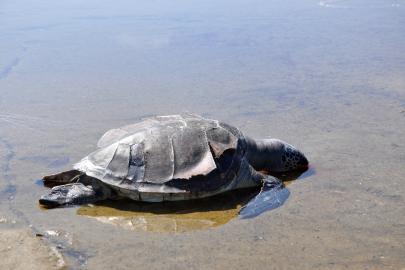 Caretta caretta ölüsü sahile vurdu