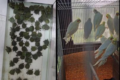 Denizli’de petshop denetimi: Çok sayıda yasaklı hayvana el konuldu