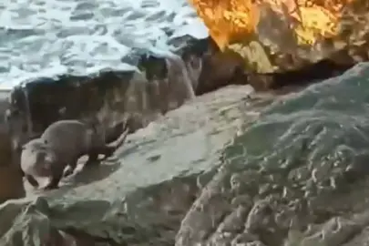 Düzce Akçakoca’da su samuru görüntülendi