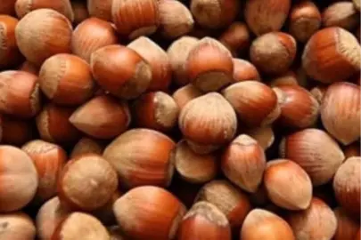 Fındık üreticisi zor durumda!