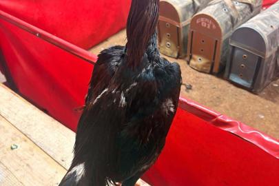 Horoz dövüşüne jandarma baskını