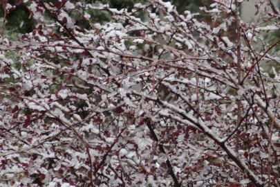 Kar yağışının etkili olduğu Malatya'da üreticilere don uyarısı