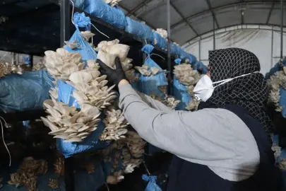 Kocaeli İzmit'te istiridye mantarı üretimiyle vatandaşa destek oluyor