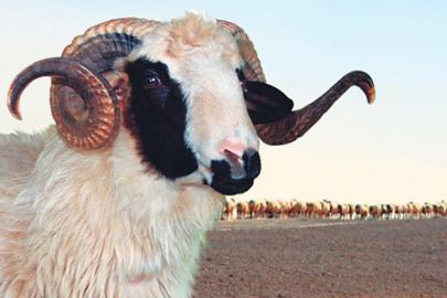 Vekaletle kurban kesim bedelleri belirlendi