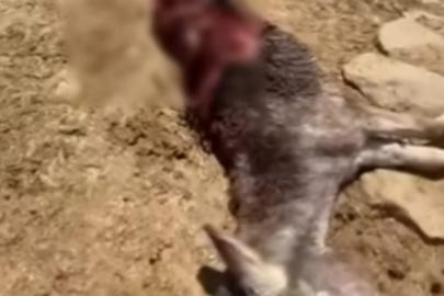 Karlıova'da ahıra giren ayı eşeği telef etti