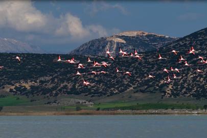 Yarışlı Gölü'ndeki flamingolar hayran bıraktı