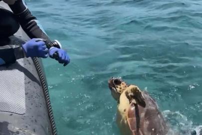 Muğla'da ağa takılan deniz kaplumbağası kurtarıldı