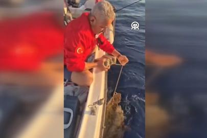 Vicdansızlık pes dedirtti: Ayağına taş bağlanan caretta caretta kurtarıldı
