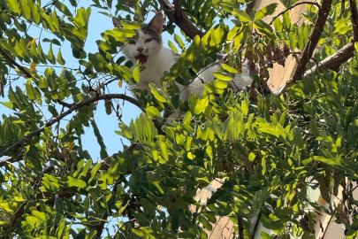 Ağaçta mahsur kalan kedi kurtarıldı