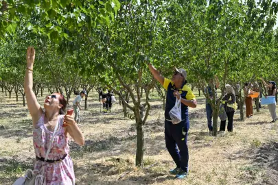 Başkentliler ATA Çiftliği’nde hasat coşkusunu yaşadı