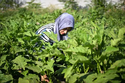 İzmir Altındağ Kent Bostanı’nda ilk hasat heyecanı