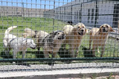 Kayseri Kocasinan'da can dostlara tam donanımlı yaşam merkezi