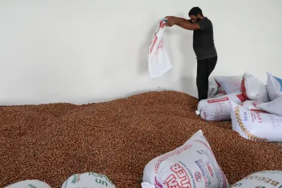 Kandıra’nın fındığı Kocaeli Büyükşehir güvencesinde