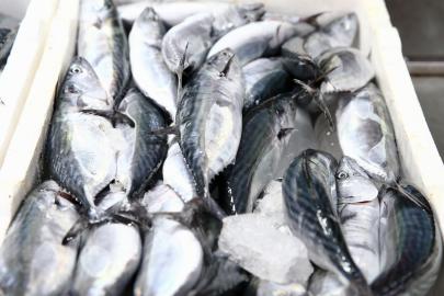 Karadeniz'de palamut bolluğu. Fiyatı 250 liraydı hızla düştü