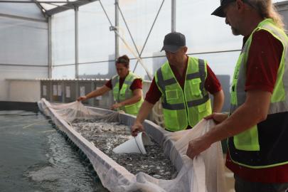 Muğla’dan 5 ülkeye 33 milyon yavru balık ihracatı