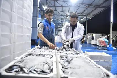 Ankara Balık Hali’nde sıkı denetim