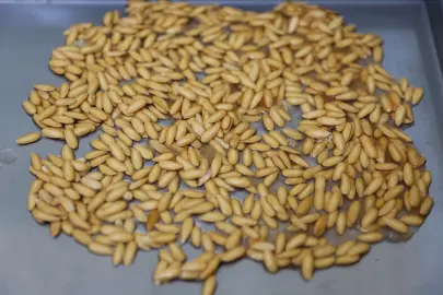 Ata tohumları Gaziantepli kadın çiftçilerin elinde yeşeriyor