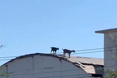 Keçiler, 3 katlı inşaatın çatısına çıktı