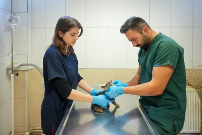 Maltepe'de sahipsiz kedi kısırlaştırmada online randevu